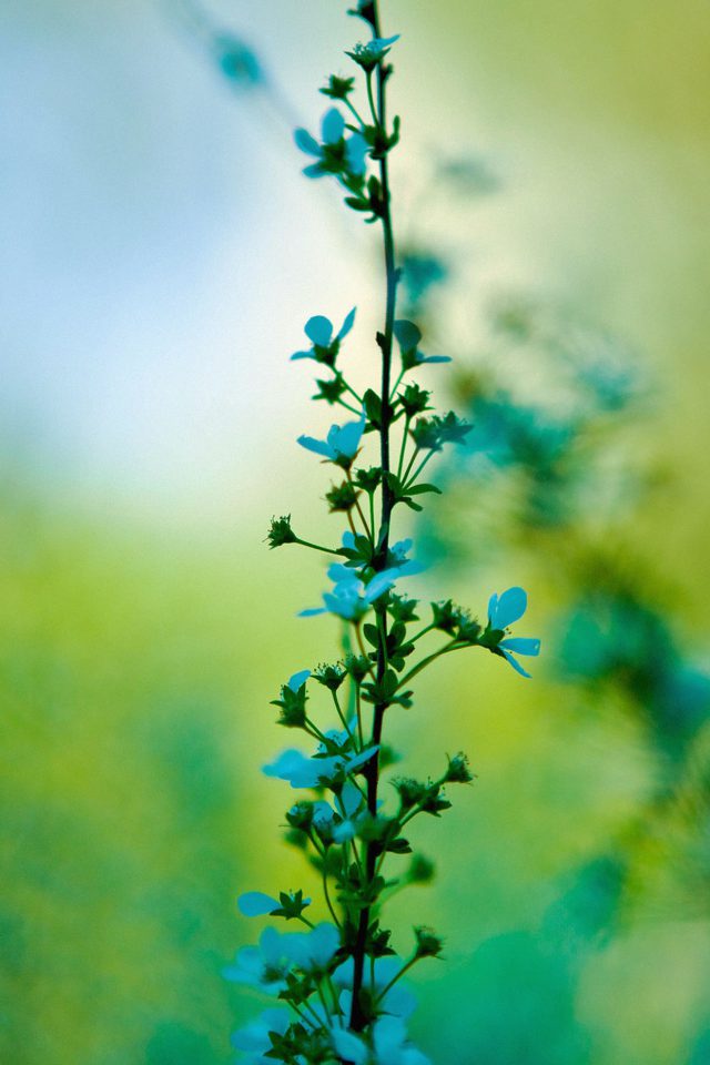 Blue Flower Day Bokeh Nature Android wallpaper