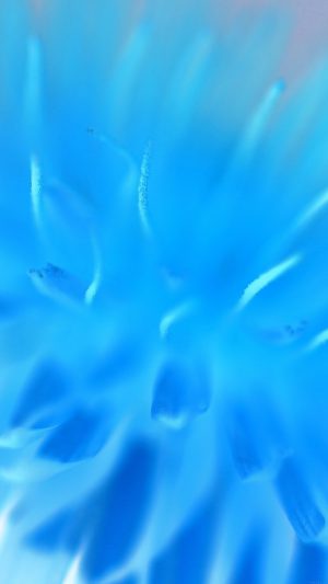 Blue Flower Zoom Nature Android wallpaper