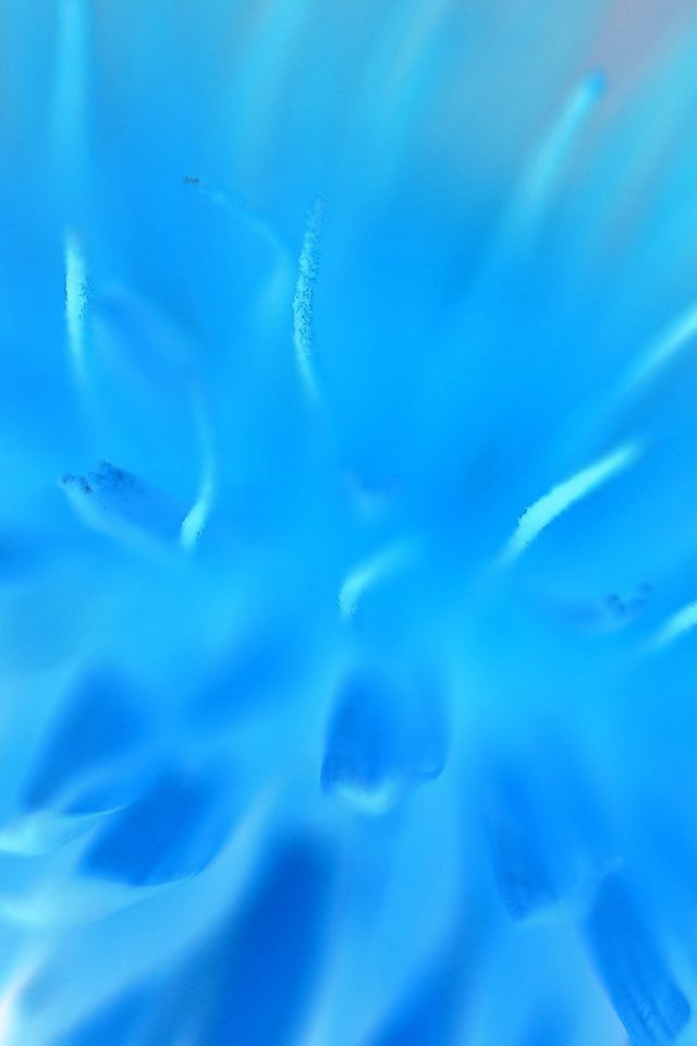 Blue Flower Zoom Nature Android wallpaper