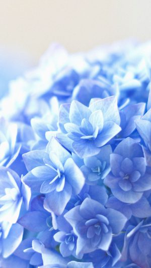 Blue Hortensia Flower Beautiful Nature Android wallpaper