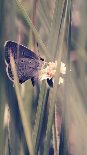 Butterfly Eating Time Blue Nature Android wallpaper