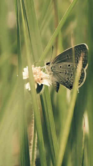 Butterfly Eating Time Nature Android wallpaper