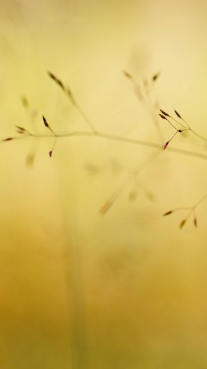 Butterfly Park Nature Flower Nature Android wallpaper