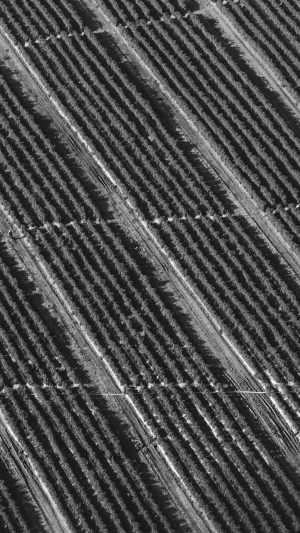 Bw Dark Field Nature Pattern Android wallpaper