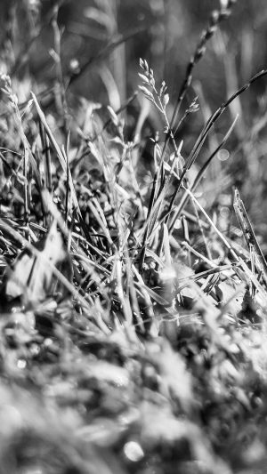 Bw Grass Leaf Flower Nature Android wallpaper