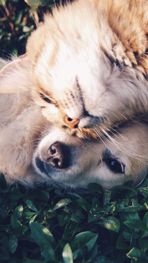 Cat And Dog Animal Love Nature Pure Android wallpaper
