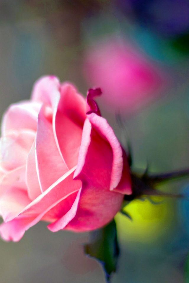 Close Up Pink Rose Flower Nature Android wallpaper