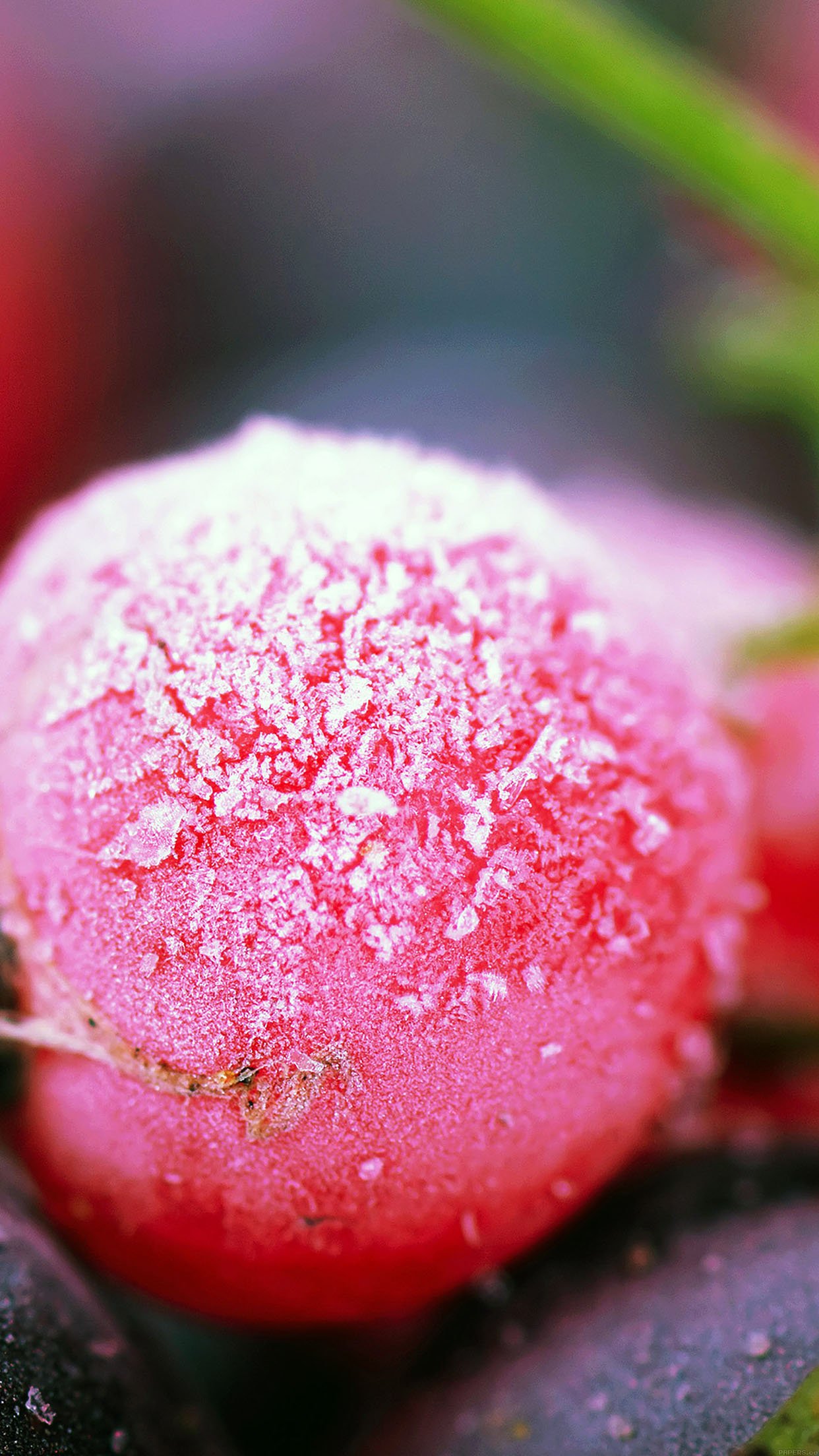 Cold Berry Flower Nature Android wallpaper