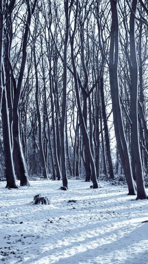 Cold Winter Forest Snow Nature Mountain Android wallpaper