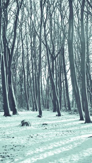 Cold Winter Forest Snow Nature Mountain Blue Android wallpaper