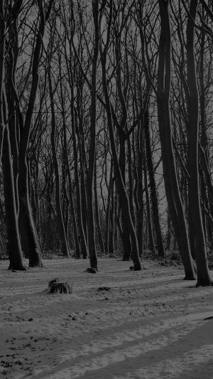 Cold Winter Forest Snow Nature Mountain Dark Bw Android wallpaper