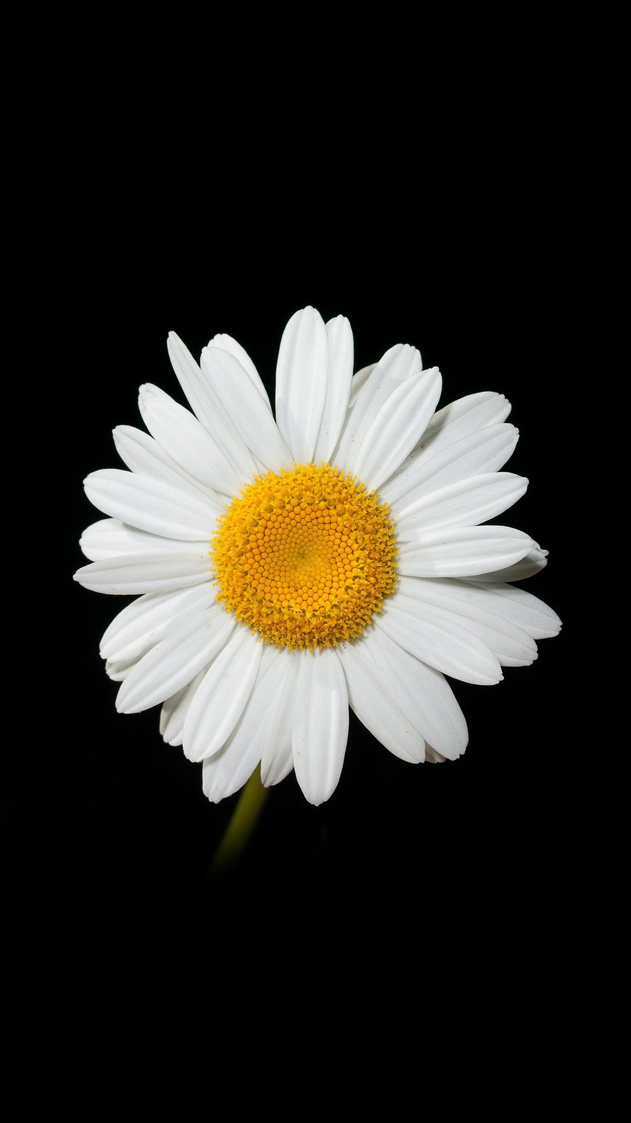 Daisy Flower Dark Nature Android wallpaper