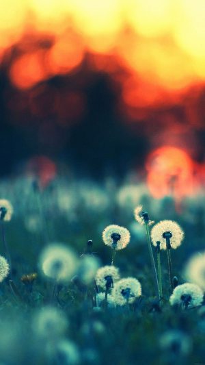 Dandelion Family Flower Nature Android wallpaper