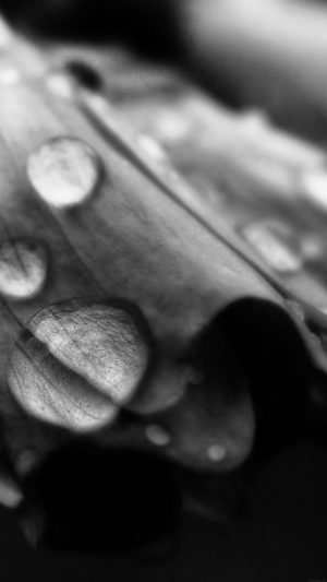Dark Bw Flower Bokeh Rain Nature Android wallpaper