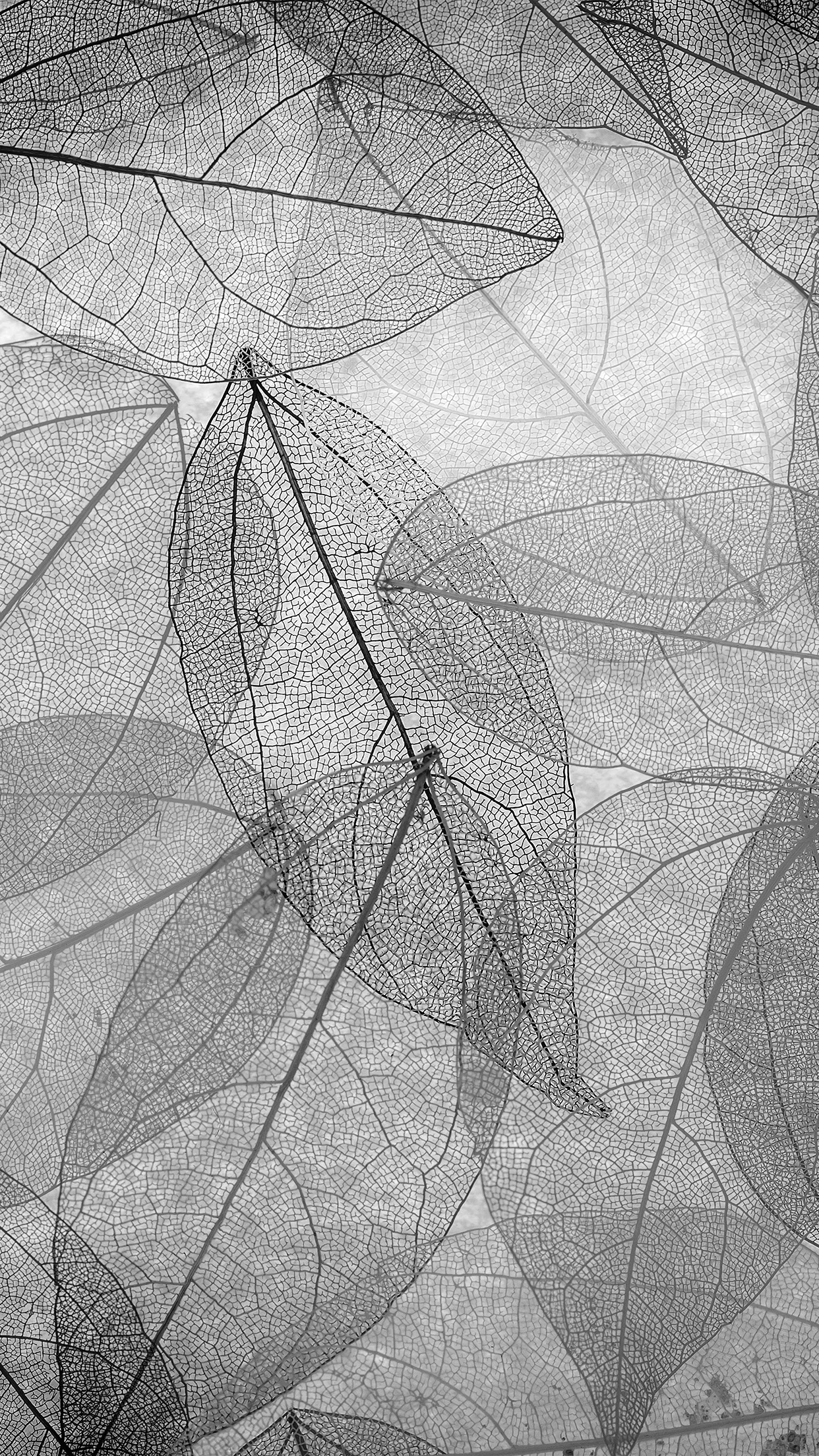 Dark Bw Leaf Art Fall Nature Pattern Android wallpaper
