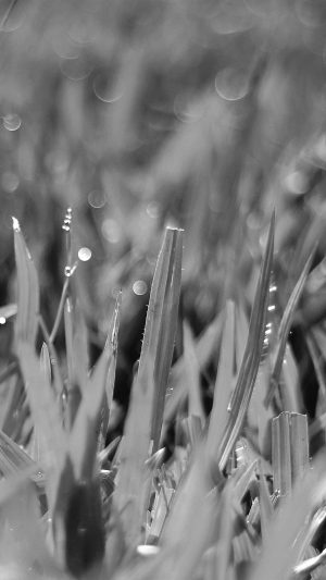 Dark Leaf Lawn Flower Nature Android wallpaper