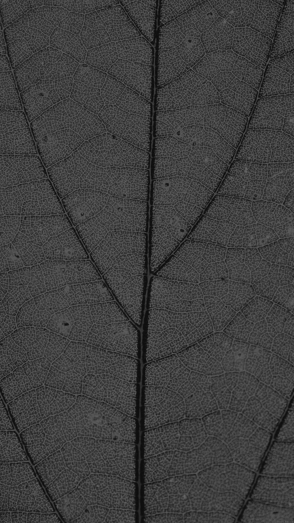 Dark Leaf Texture Nature Pattern