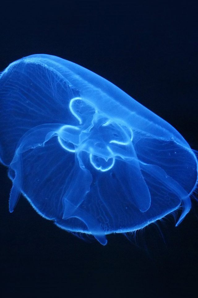 Deep Ocean Life Jellyfish Blue Dark Nature Android wallpaper