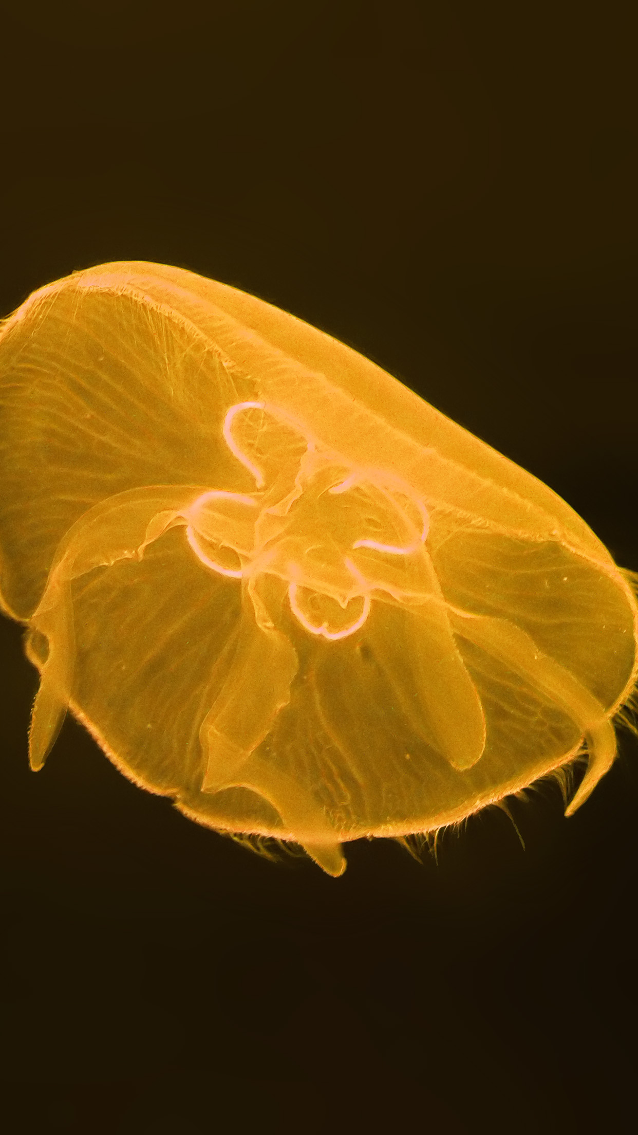 Deep Ocean Life Jellyfish Yellow Dark Nature Android wallpaper