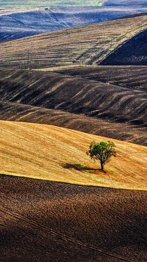 Desert Farm Nature Tree Lonly Android wallpaper