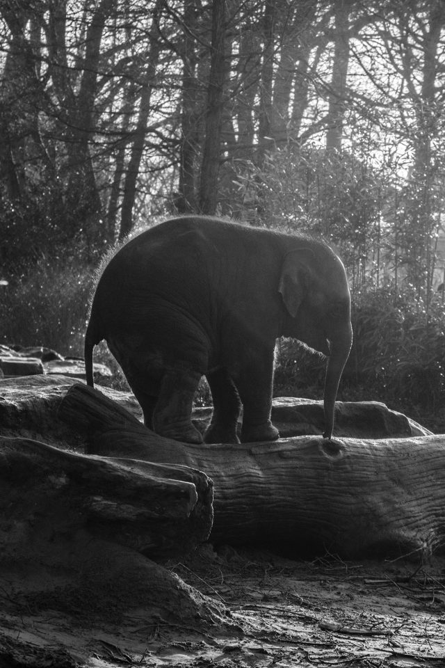 Elephant Dark Bw Animal Cute Nature Baby Android wallpaper