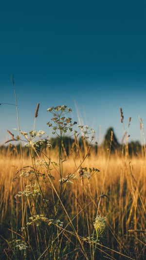 Fall Field Nature Flower Reed Sunny Android wallpaper