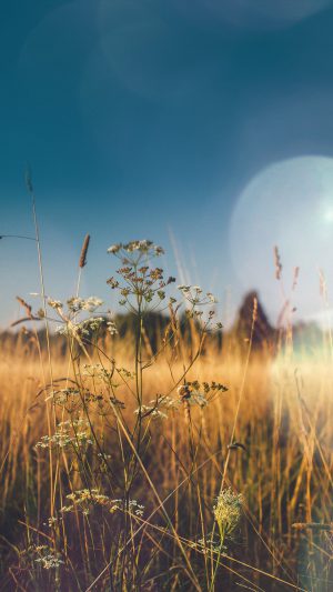 Fall Field Nature Flower Reed Sunny Flare Android wallpaper
