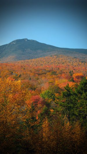 Fall Forest Wood Nature Red Yellow Vignette Android wallpaper