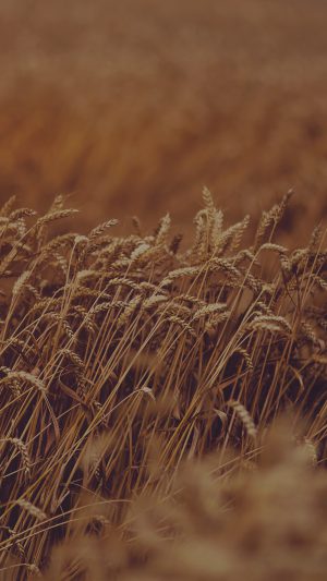 Fall Grass Nature Flower Dark Android wallpaper