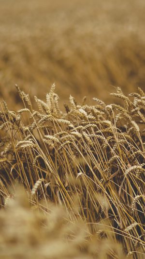 Fall Grass Yellow Nature Flower Android wallpaper