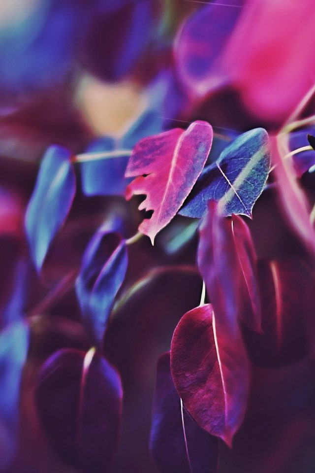 Fall Leaf Flower Bokeh Nature Android wallpaper
