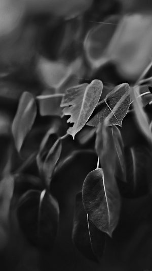 Fall Leaf Flower Dark Bokeh Nature Android wallpaper