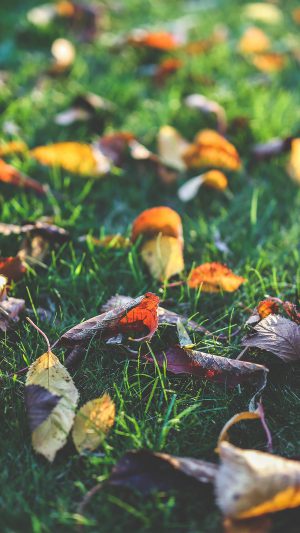 Fall Leaf Nature Green Backyard Android wallpaper