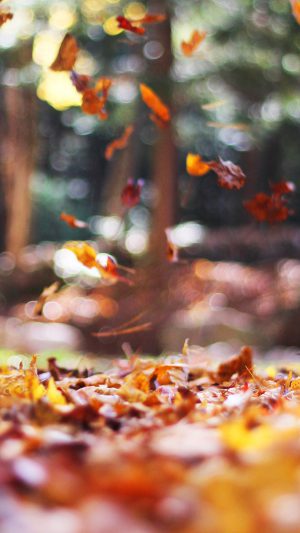 Fall Leaves Nature Tree Year Sad Android wallpaper