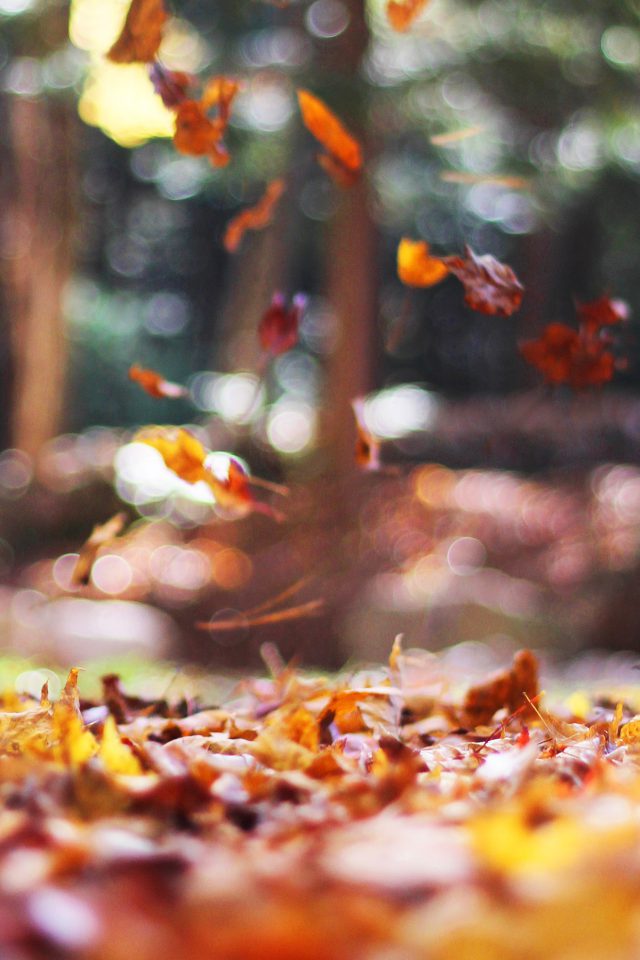 Fall Leaves Nature Tree Year Sad Android wallpaper