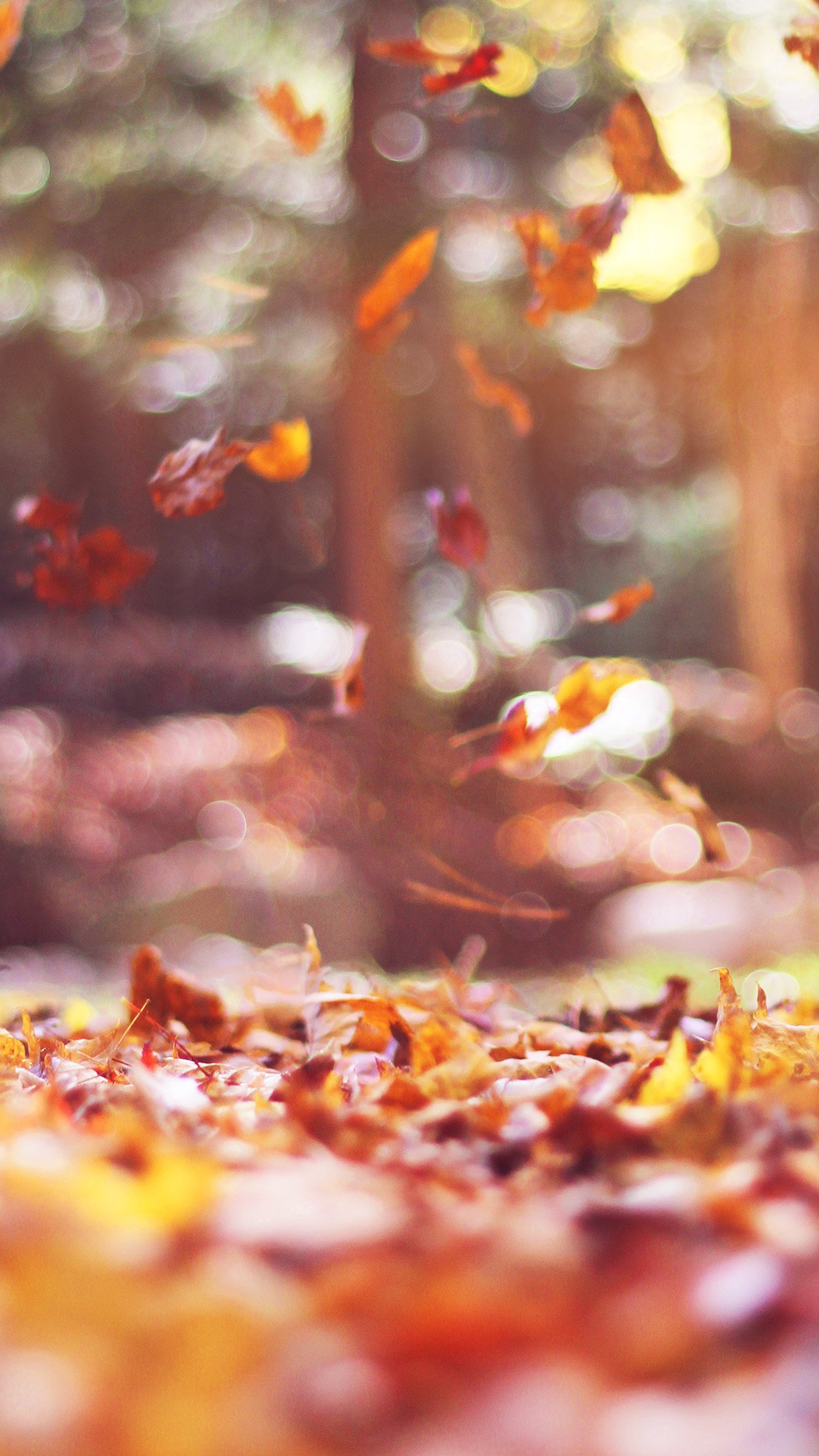 Fall Leaves Nature Tree Year Sad Flare Android wallpaper