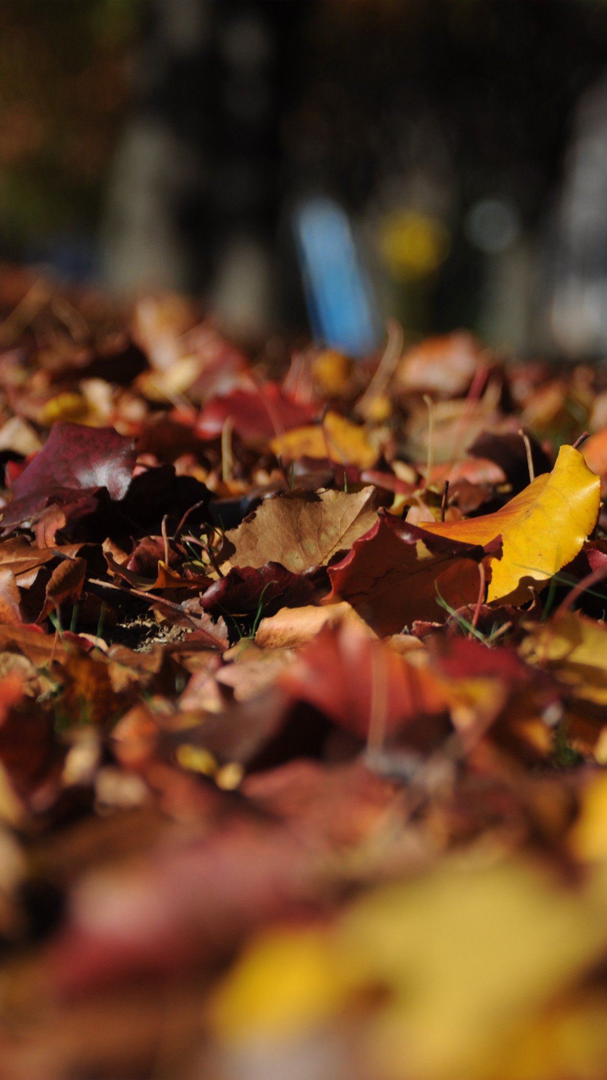 Fall Mountain Leaf Brown Bokeh Nature Android wallpaper