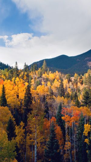Fall Nature Mountain Wood Forest Tree Sky Summer Android wallpaper