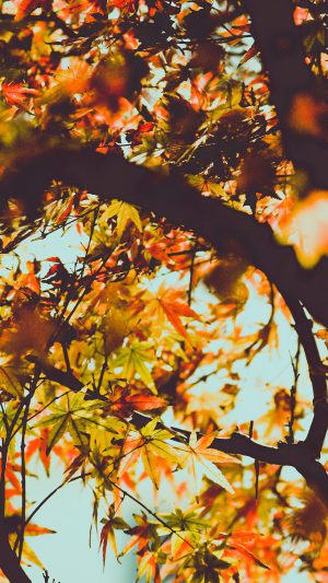 Fall Tree Leaf Autumn Nature Mountain Android wallpaper