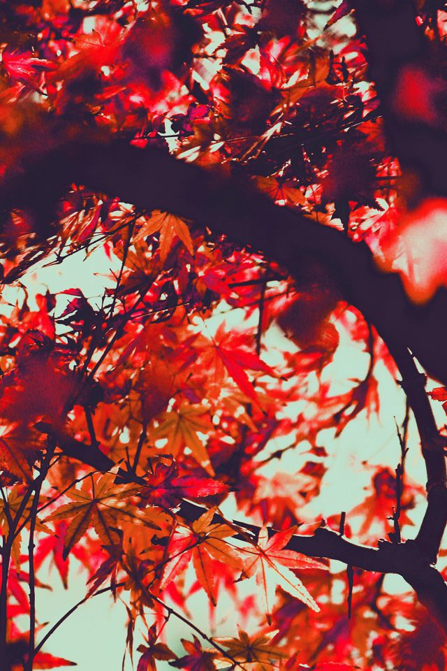 Fall Tree Leaf Autumn Nature Mountain Red Android wallpaper