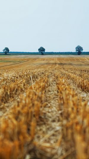 Falm Fall Field Nature Yellow Android wallpaper