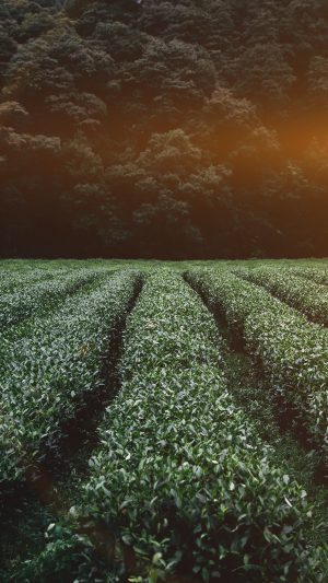 Farm Dark Nature Flower Leaf Tree Flare Android wallpaper