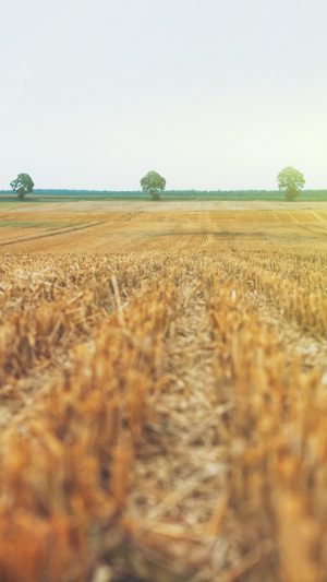 Farm Fall Field Nature Yellow Flare Android wallpaper