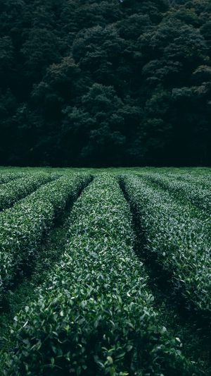Farm Green Nature Flower Leaf Tree Android wallpaper