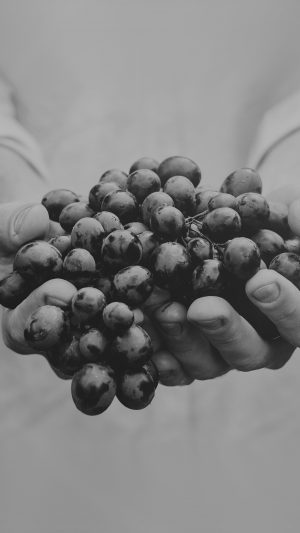 Farmer Food Grapes Fruit Nature Bokeh Dark Bw Android wallpaper