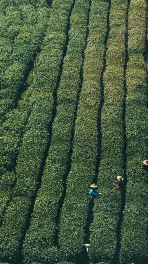 Farmer Green Nature Field Mountain Android wallpaper