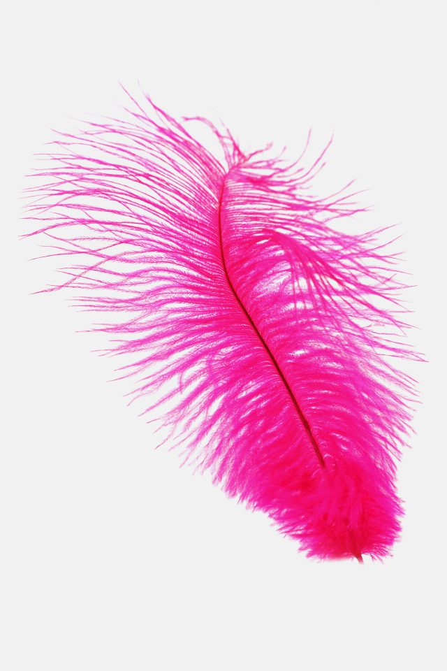 Feather Pink White Nature Minimal Android wallpaper