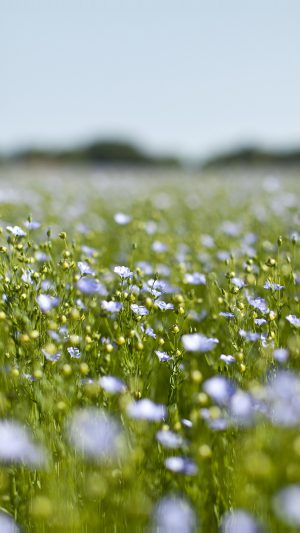 Field Green Cosmos Flower Spring Nature Android wallpaper
