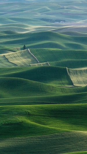 Field Nature Green Flower Wood Earth Android wallpaper