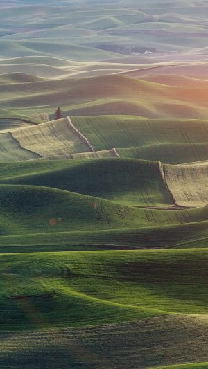 Field Nature Green Flower Wood Earth Morning Flare Android wallpaper